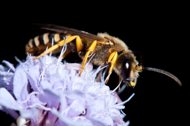 Halictus cfr. scabiosae M (Apidae Halictinae)